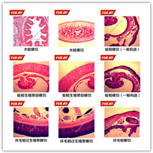 山东环节软体动物门生物玻片