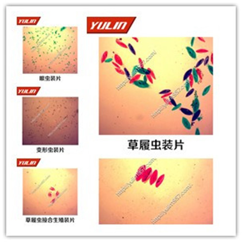山东动物生物学原生动物门玻片