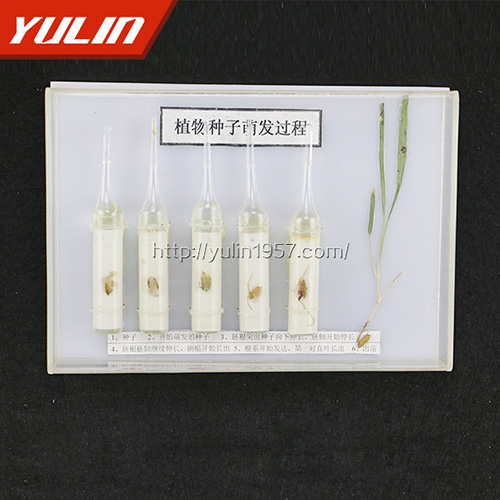 山东种子萌发标本