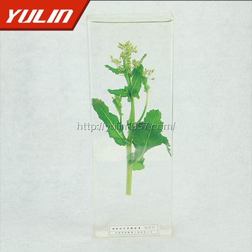 山东油菜花标本