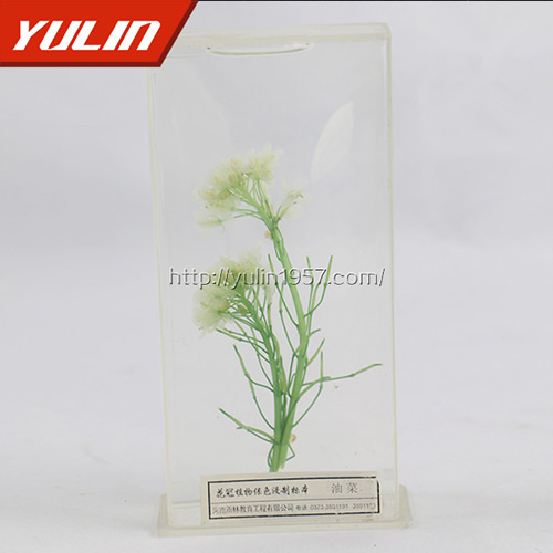 山东油菜标本