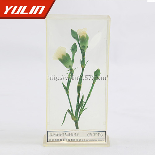 山东香石竹标本