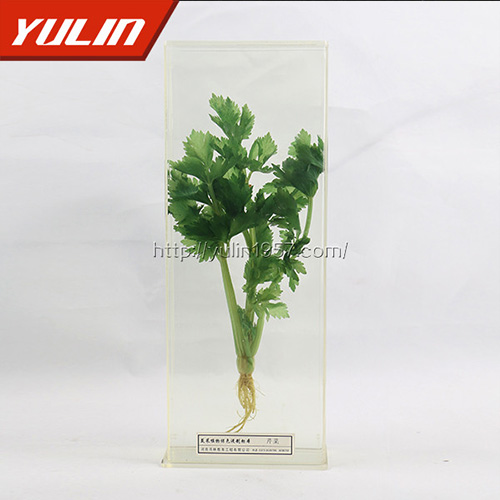 山东芹菜标本