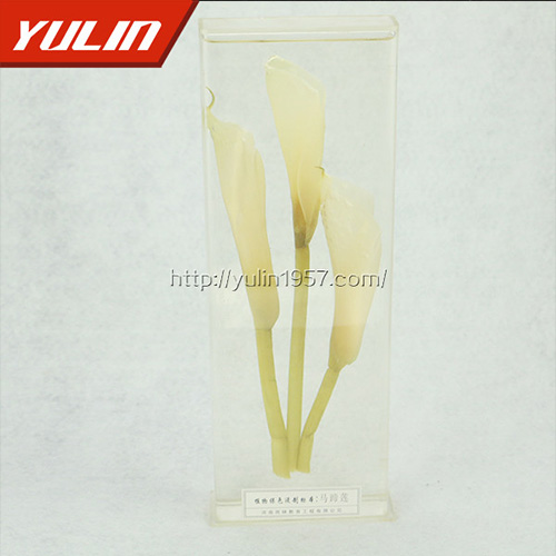 山东马蹄莲标本