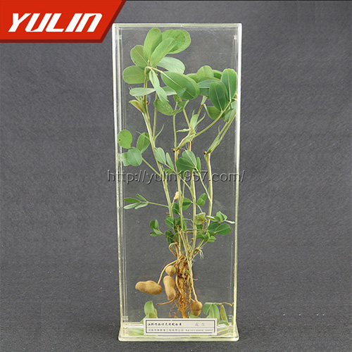 山东花生标本