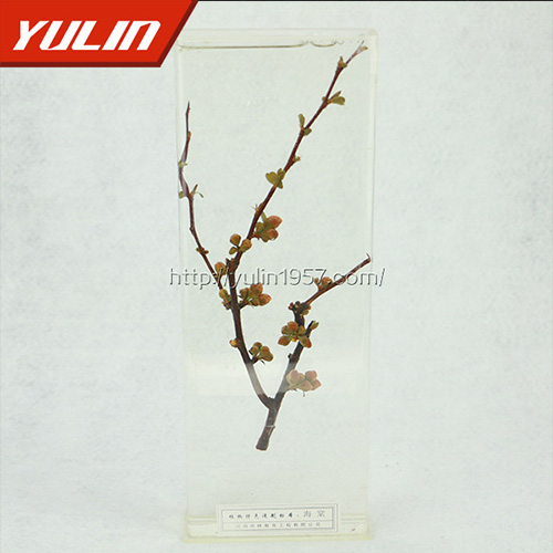 山东海棠标本