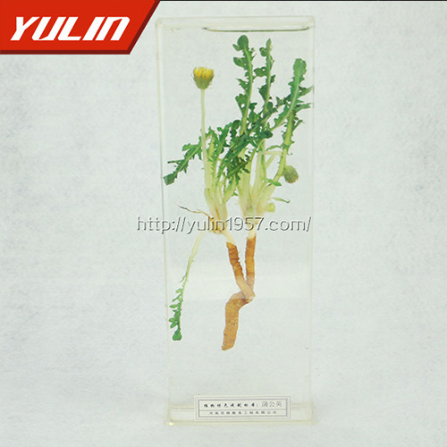 山东蒲公英标本