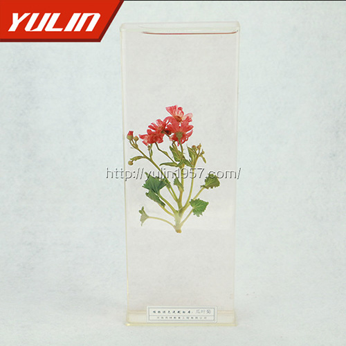 山东瓜叶菊标本