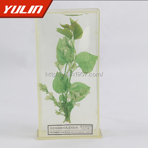 山东白香花标本