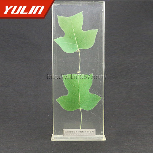 山东非洲菊标本