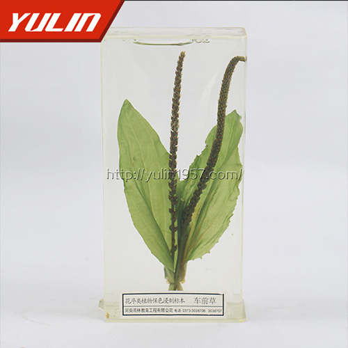 山东车前草标本