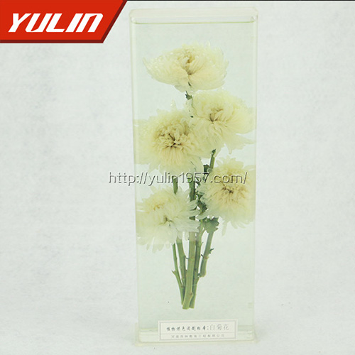 山东白菊花标本
