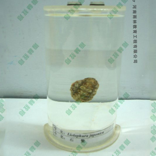 山东石鳖浸制标本