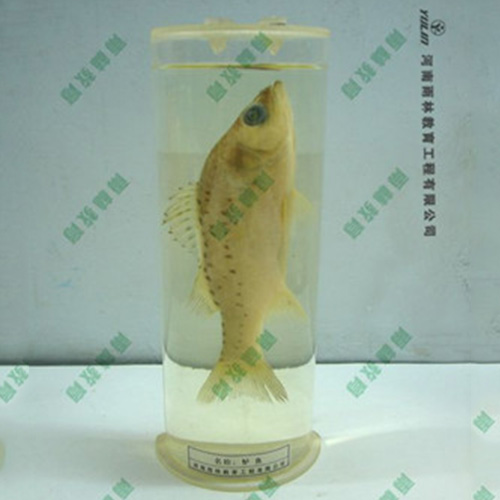 山东教学用鱼解剖浸制标本