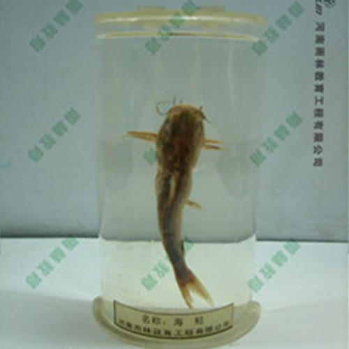 山东海鲶浸制标本