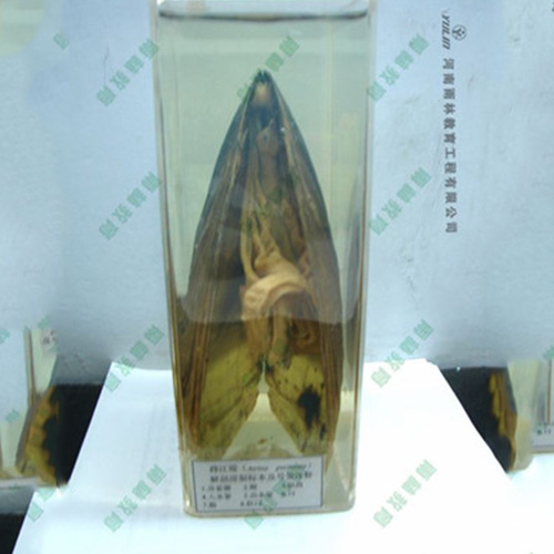 山东河蚌包埋标本