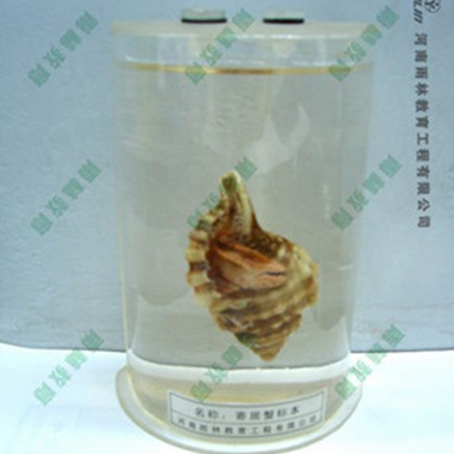 山东寄居蟹浸制标本
