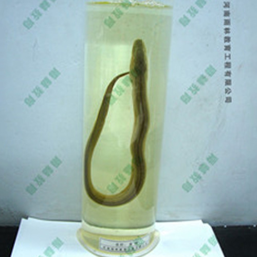 山东黄鲢浸制标本