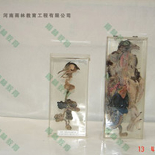 山东鸽骨骼包埋标本