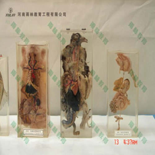 山东鸽解剖包埋标本