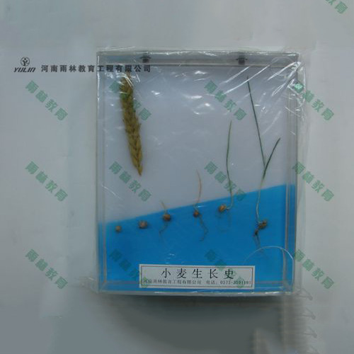 山东小麦浸制标本