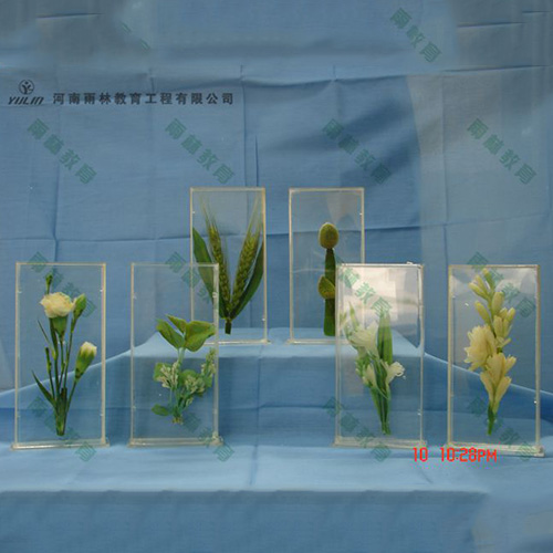 山东植物浸制标本012