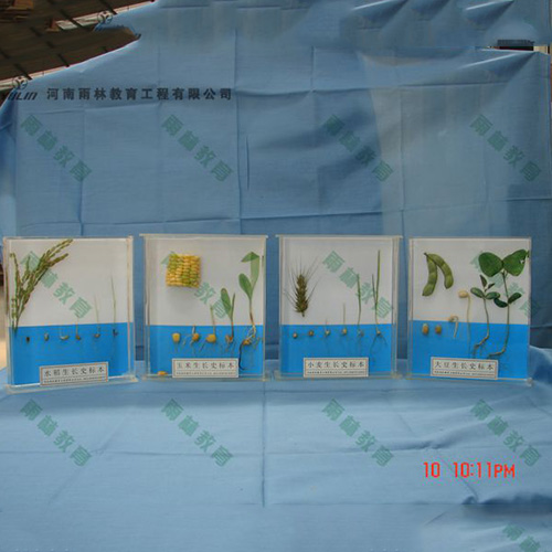 山东植物生长标本