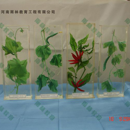 山东植物根的类型