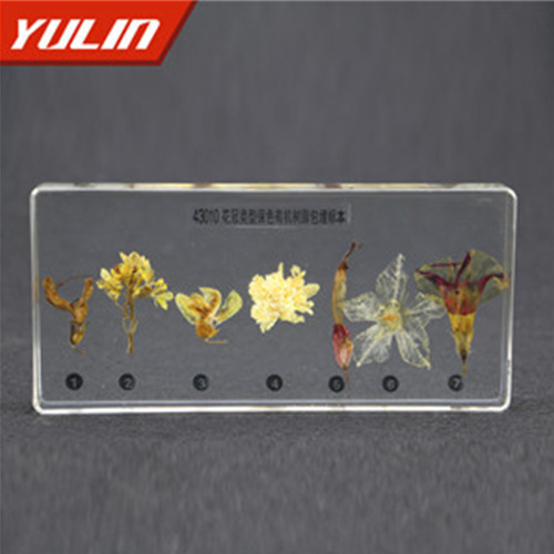 山东花冠类型包埋标本