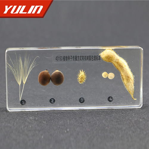 山东植物种子传播方式包埋标本
