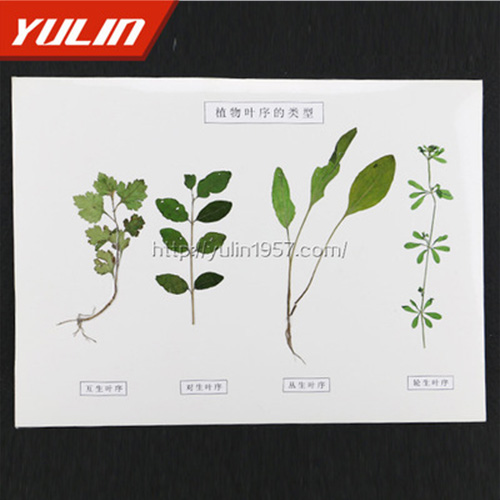 山东植物叶序类型标本