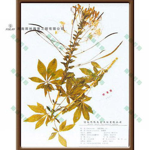 山东醉蝶花标本