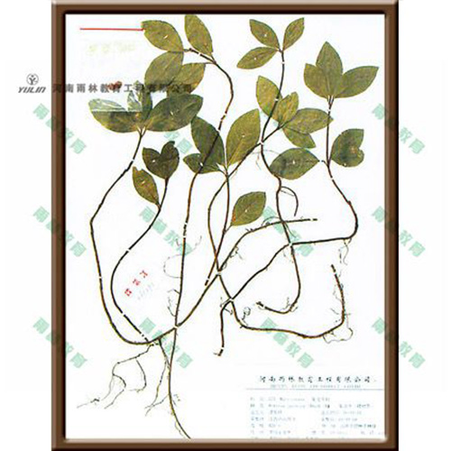 山东紫金叶牛标本