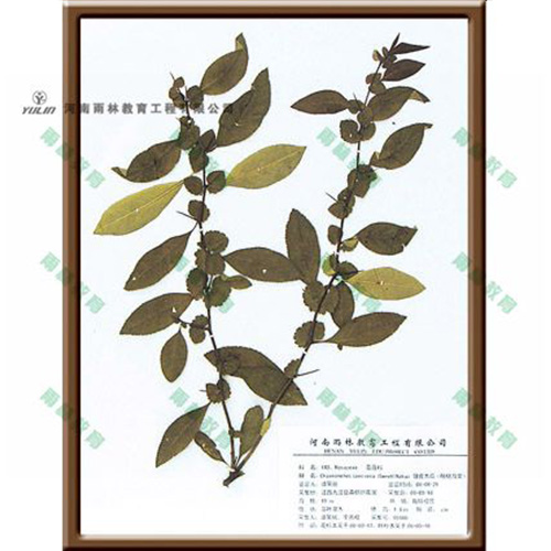 山东皱皮木瓜腊叶标本
