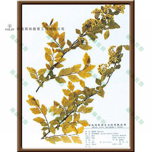 山东中华绒线菊标本