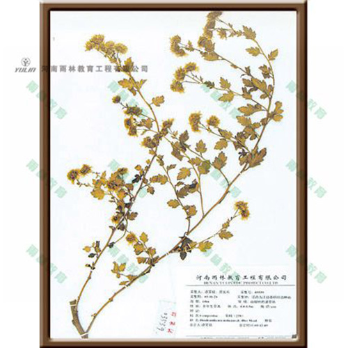 山东野菊标本