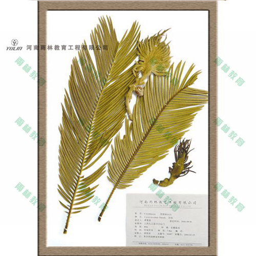 山东苏铁科植物标本