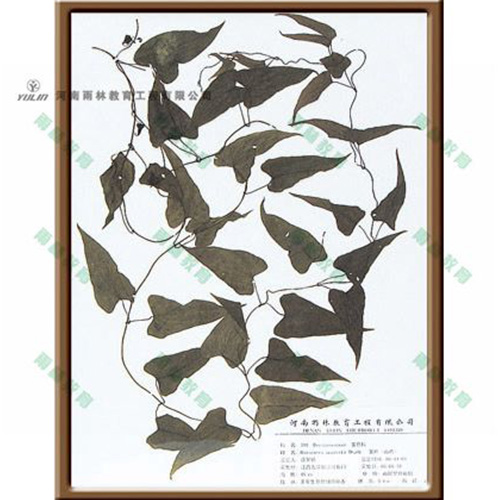 山东薯蓣标本
