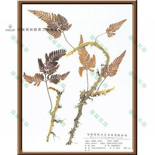 山东石蕨标本