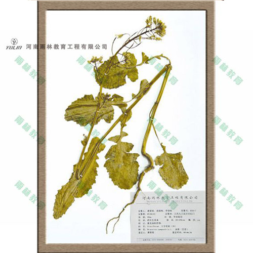 山东十字花科