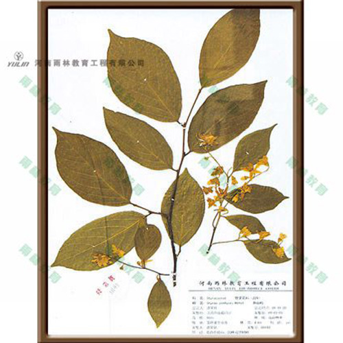 山东赛山梅