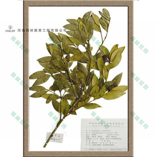 山东罗汉松科