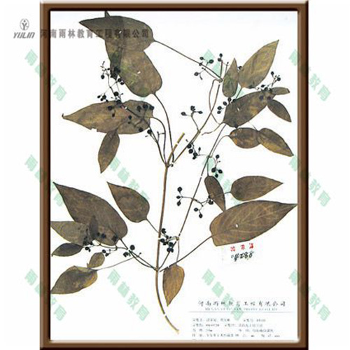 山东鸡失藤