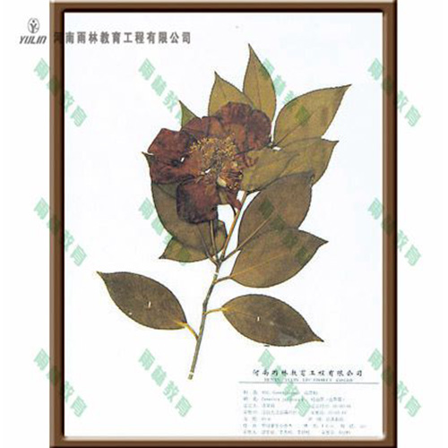 山东红山茶