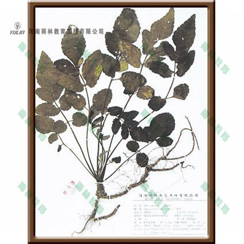 山东丹参