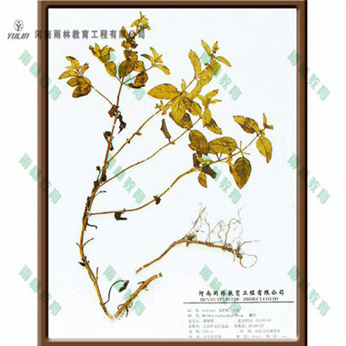山东薄荷