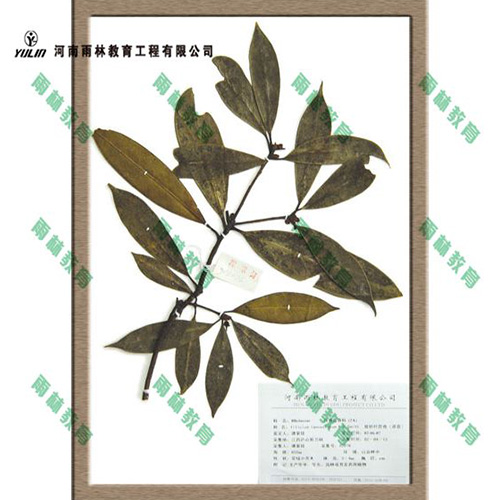 山东八角茴香科