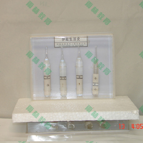 山东害虫标本25种