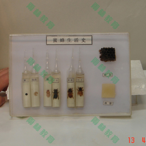 山东昆虫生活史标本