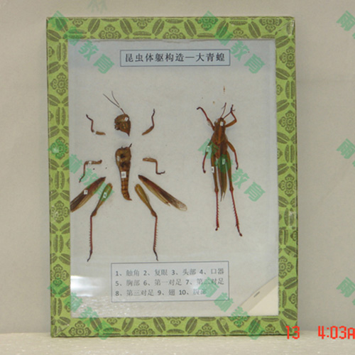 山东同翅目科昆虫
